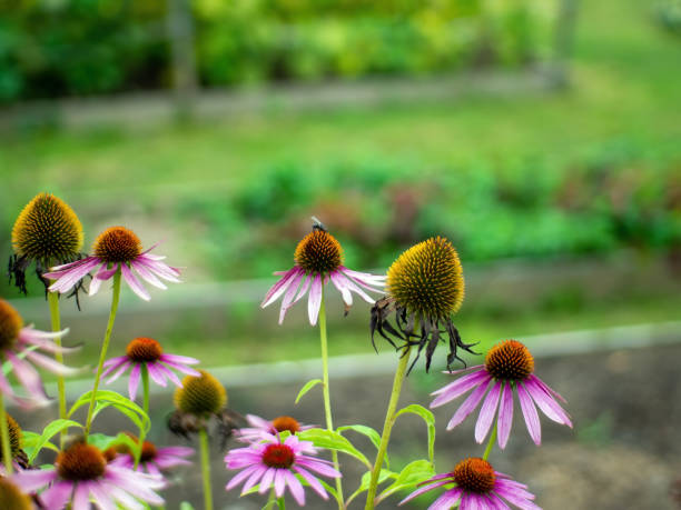 istock a fly sits on a flower in the garden 1365611296