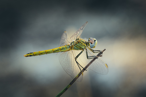 Dragonfly, Animal, Vagrant Darter, Animal Stage, Yellow, Green, Eye, Head, Animal Body Part
