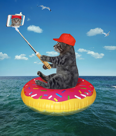 A gray cat in a red cap with a smartphone sits on a swim ring and takes selfie on the sea.