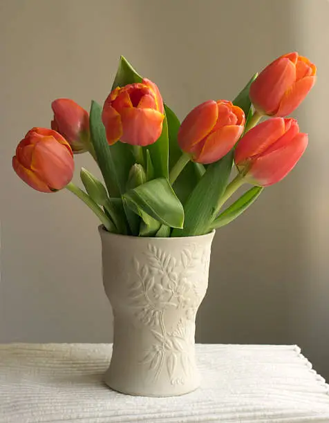 red tulips in white vase