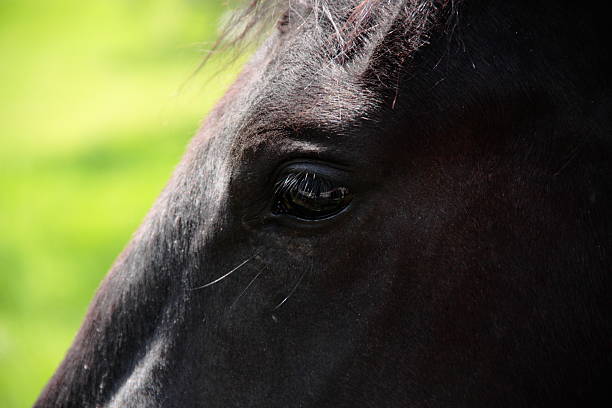 istock Eye of the horse 136561633