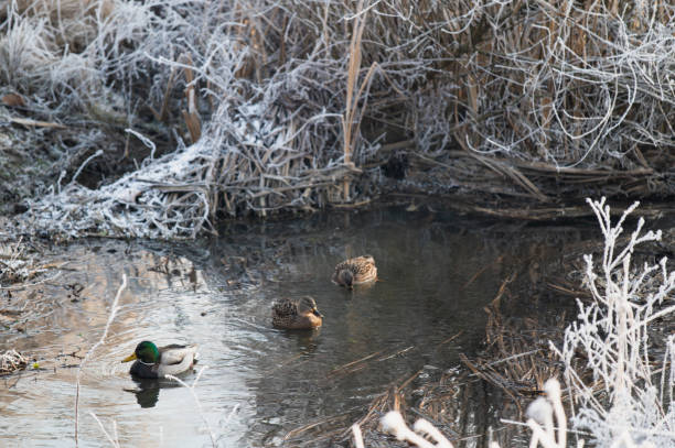 Bird, Duck - Bird, Maine, Mallard Duck