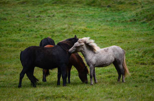 istock Icelandic horses in the Westfjords 1365619215