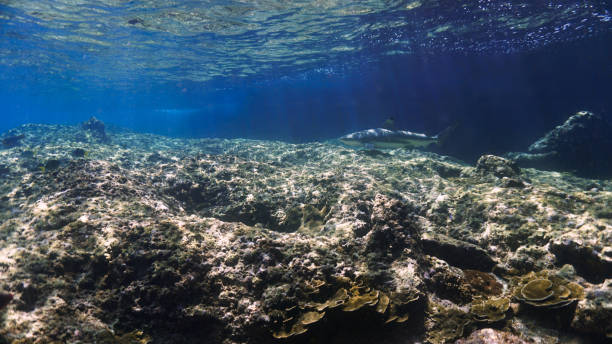 istock Blacktip reef shark at the coral reef 1365619427