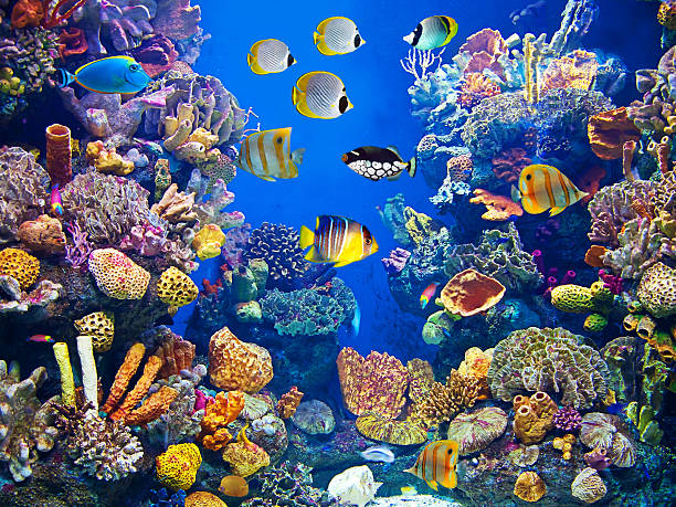 Colorful salt water aquarium with swimming fishes.