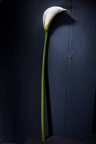istock A white Calla flower and a long green stem 136562295
