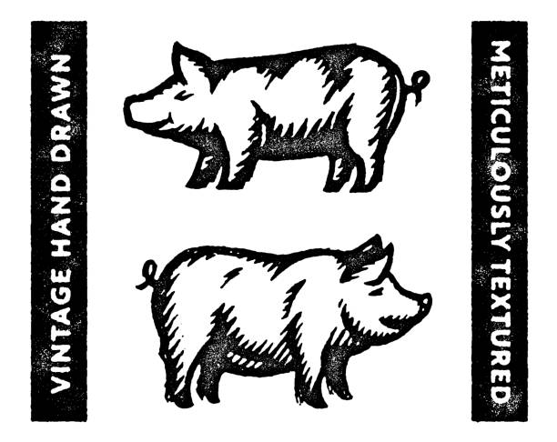 ilustraciones, imágenes clip art, dibujos animados e iconos de stock de ilustración del logotipo de iconos de cerdo vintage - suckling