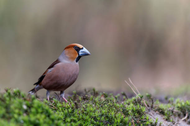 istock Hawfinch male in the forest 1365623333