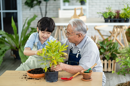 Abuelo jardinería y enseñanza nieto cuidar planta en interiores photo