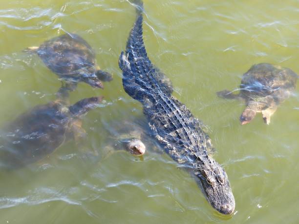 alligator américain et tortues à carapace molle de floride nageant ensemble - directly above outdoors alligator florida photos et images de collection