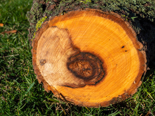 istock Cross section of a diseased tree 1365628489