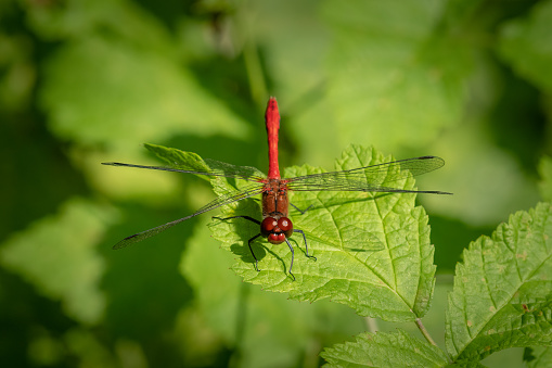 A ruddy darter dragonfly (Sympetrum sanguineum) resting on a plant, sunny day in summer