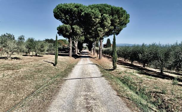 allée bordée d’épicéas italiens près de montepulciano, italie. - italian spinone photos et images de collection