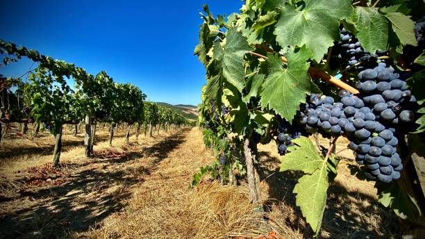 looking down a row of ripened grape vines near montepulciano, tuscany, siena province, italy. - montepulciano imagens e fotografias de stock