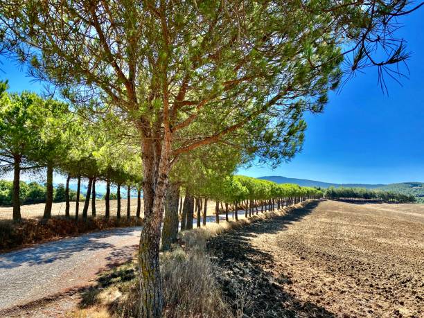 une allée traditionnelle italienne bordée d’arbres avec une perspective décroissante - perspective personnelle pov - italian spinone photos et images de collection