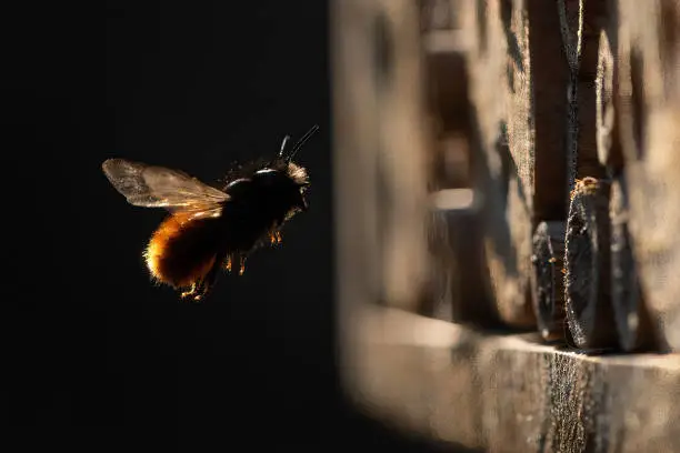 Photo of Osmia wall bee flying in front of nest