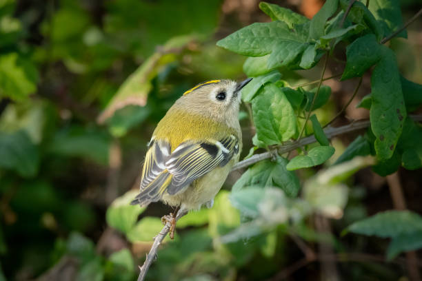 A Goldcrest sitting in a bush on a cloudy day in autumn A Goldcrest (Regulus regulus) sitting in a bush on a cloudy day in autumn (Grado, Italy) regulidae stock pictures, royalty-free photos & images