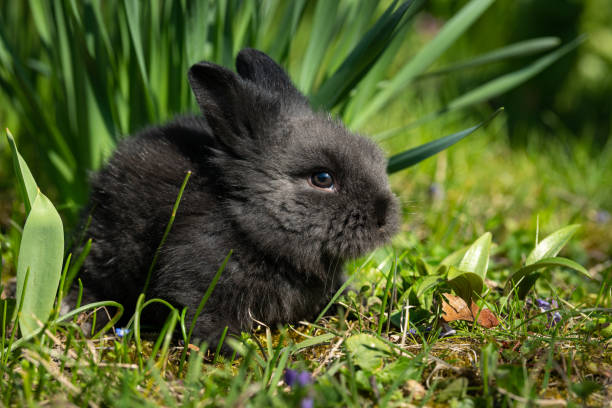 istock A very young rabbit sitting in the grass 1365634200
