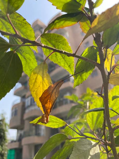 istock Leaf turn yellow on hibiscus flower plant 1365635998