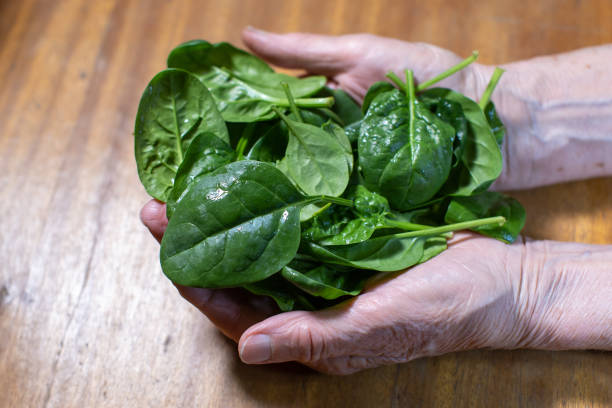 istock fresh spinach leaves in elderly woman's palms on wooden background 1365636455
