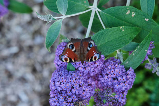 istock Aglais io, European peacock butterfly, on summer lilac 1365636613