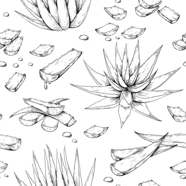 Aloe Vera pattern. Hand drawn seamless print with desert succulent. Botanical decoration for cosmetics and beauty products packaging label. Juicy leaves pieces Vector sketch texture Aloe Vera pattern. Hand drawn seamless print with desert succulent. Botanical decoration for cosmetics and beauty natural products packaging label. Juicy leaves pieces Vector plant sketch texture aloe plant alternative medicine body care stock illustrations