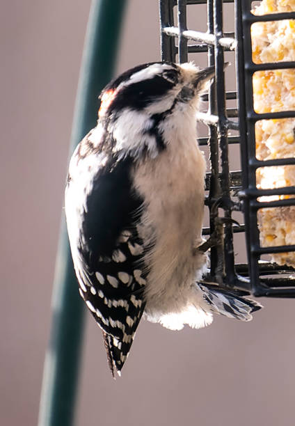 istock Woodpecker on a Suet Feeder 1365639129