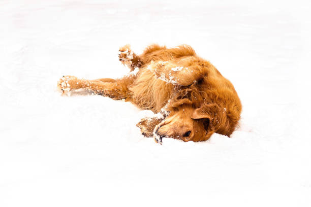 istock Golden Retriever rolling in fresh snow 1365639477