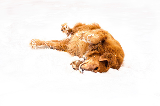 Happy Golden Retriever dog rolling and playing in fresh snow, isolated color against white snow background