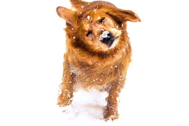istock Golden Retriever shaking off snow 1365639478
