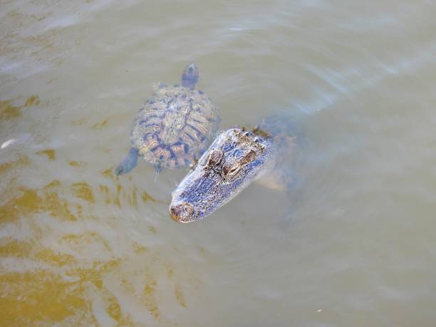 alligator américain et tortue slider à oreilles rouges nageant ensemble - directly above outdoors alligator florida photos et images de collection