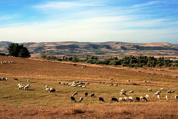 rural scene in sardinia stock photo