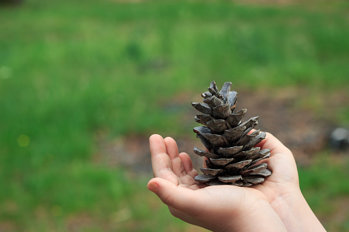 Pine cone on little girl's hand. Green grass background. Save the nature concept.