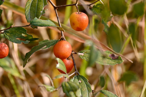 gros plan sur la grappe de baies sauvages orange rouge mûres tenant avec une branche et des feuilles sur fond brun vert flou. - uncultivated autumn berry fruit branch photos et images de collection