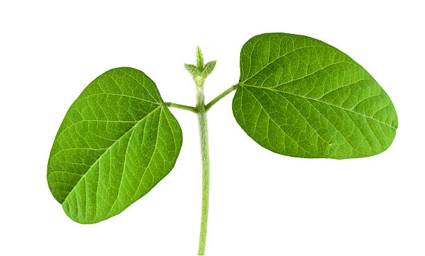 Soybean seedling stock photo