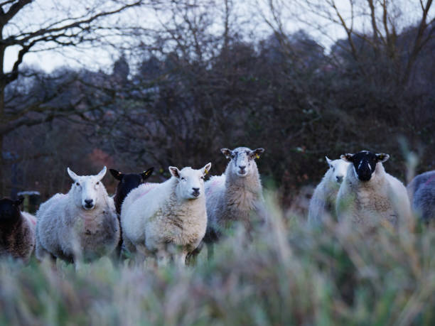 istock Curios sheep looks into the camera wide shot 1365644376