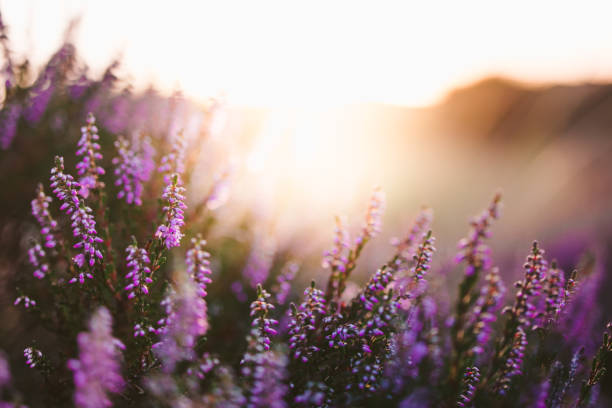 brezo colorido al atardecer - flower single flower defocused growth fotografías e imágenes de stock