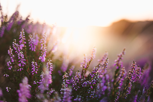 Colorful heather at sunset