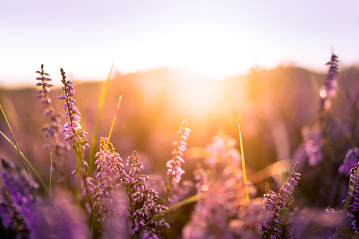 Flowering purple flower, beautiful nature in meadow, beautiful purple flowers in the meadow at sunset, loral background