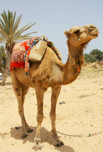 istock Gateway to the Sahara Desert 1365647883