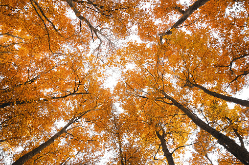 Looking up to beech tree canopies in autumn, with dark branches full of red leaves against a bright sky.