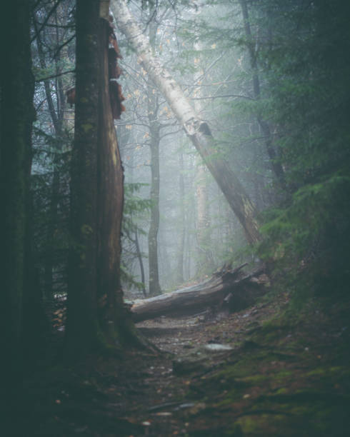 istock Logs and trees in the misty forest 1365648279