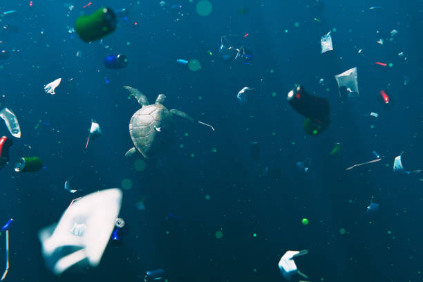 istock Sea Turtle swims through discarded rubbish. 1365648360