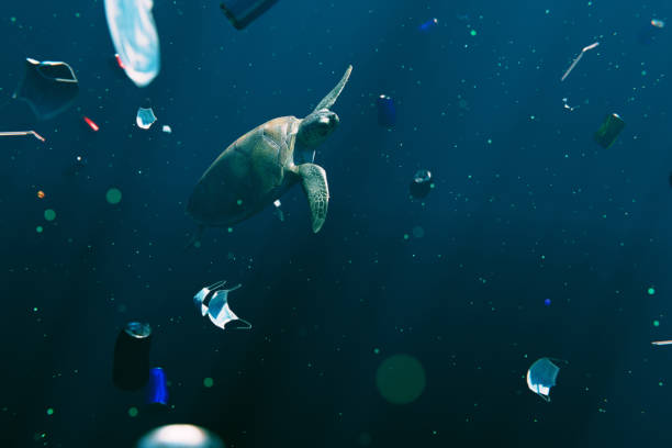 istock Sea Turtle swims through discarded rubbish. 1365648369