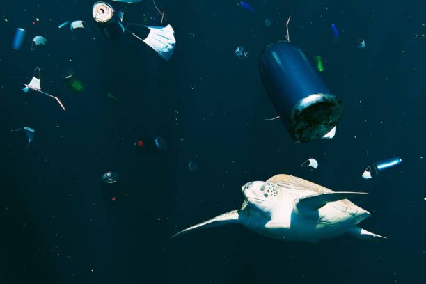 istock Sea Turtle swims through discarded rubbish. 1365648381