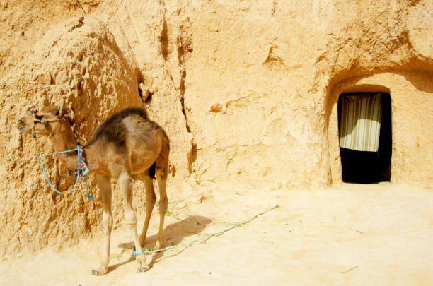 istock Gateway to the Sahara Desert 1365648616