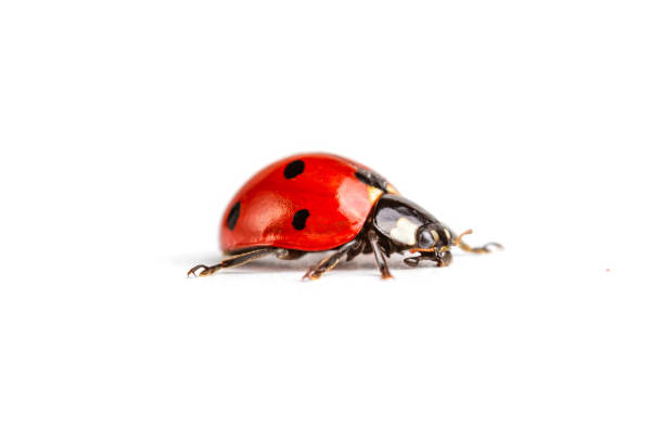 Seven-spot ladybird, Coccinella septempunctata, macro photography, isolated on white background Seven-spot ladybird, Coccinella septempunctata, macro photography, extreme close up photography, isolated on white background seven spot ladybird stock pictures, royalty-free photos & images