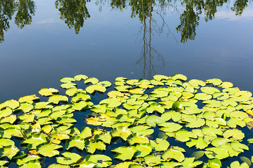 Pond lily leaves on a still water surface