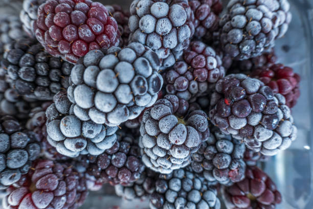 istock frozen frosly look blackberries closeup 1365649990