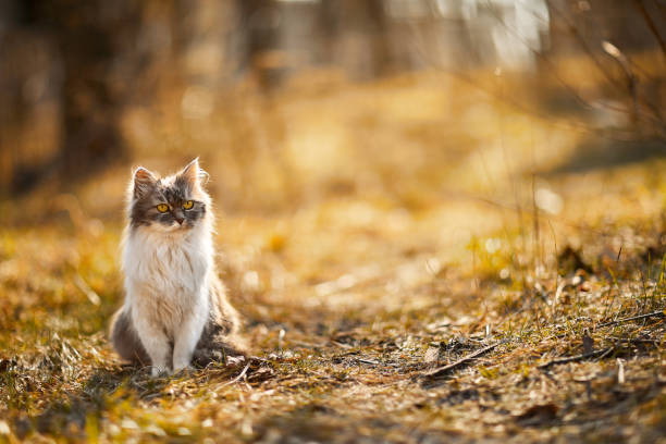 istock Fluffy playful cat walking in the garden 1365650947